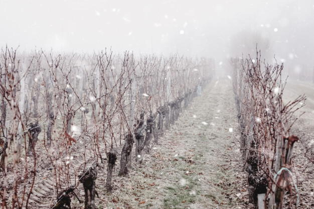La nieve, la mejor aliada para el vino. - D.O. Arlanza